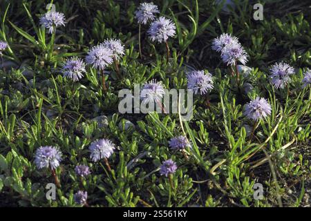 Herzblaettriges Gaensebluemchen, Globularia cordifolia Stockfoto