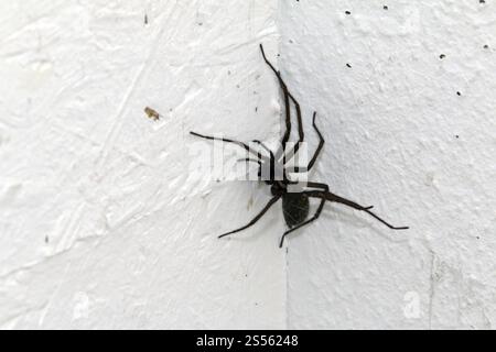 Eratigena atrica, Riesenhausspinne, Riesenhausspinne Stockfoto