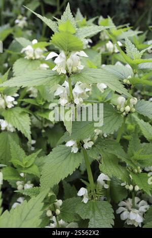 Lamium-Album, weißes Deadnettle, Lamium-Album Stockfoto