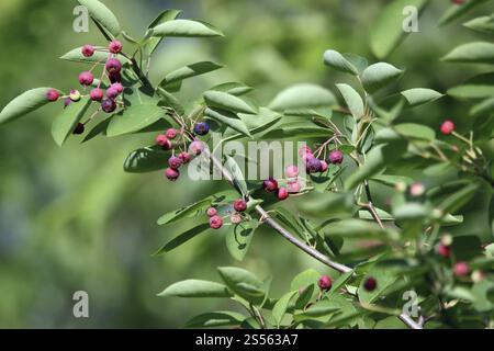 Beeren der Steinbirne, Amelanchier ovalis Stockfoto