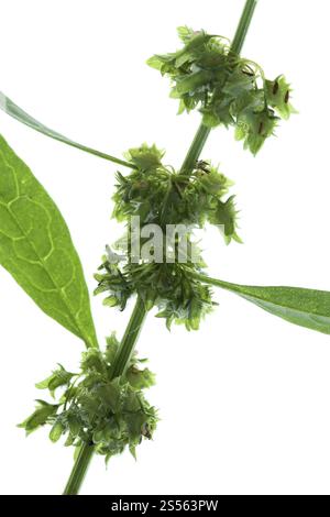 Rumex Crispus, Curled Dock, rumex Crispus Stockfoto