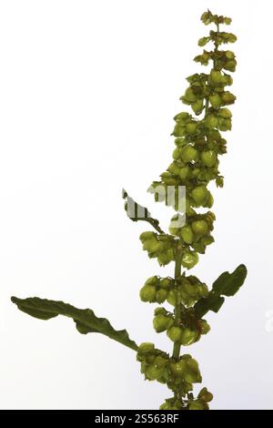 Rumex crispus, Rumex crispus, Curled Dock Stockfoto