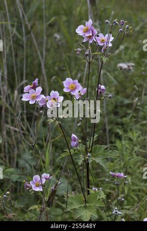 Anemone hupehensis, japanische Herbstanemone Stockfoto