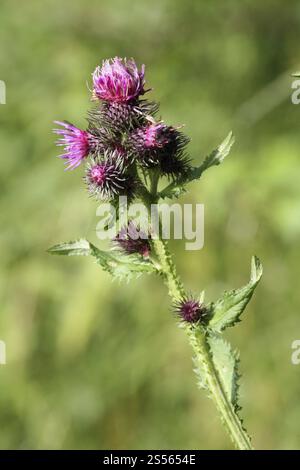 Kletterdistel, Carduus personata Stockfoto