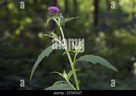 Kletterdistel, Carduus personata, große Sumpfdistel Stockfoto
