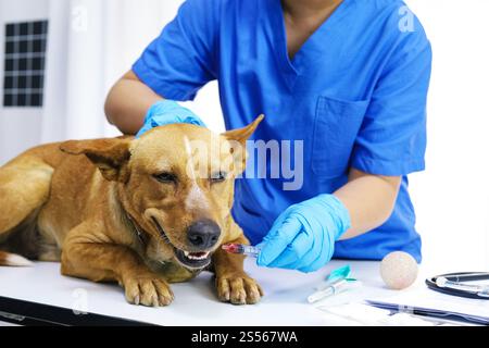 Hund auf dem Untersuchungstisch der Tierarztklinik. Tierärztliche Versorgung. Tierarzt und Hund Stockfoto