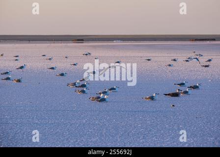 Möwenvögel am Sonnenuntergang Genichesk rosa extrem salzigen See (gefärbt von Mikroalgen mit kristallinen Salzabfall), Ukraine. Stockfoto