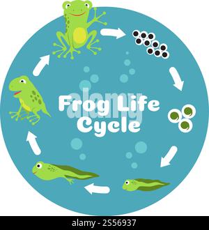Lebenszyklus des Frosches. Von Eiern über Kaulquappe und erwachsenen Frosch. Kinderbiologie pädagogische Vektorillustration. Amphibienbiologie des Zyklus, Wachstum der Tierkröte. Lebenszyklus des Frosches. Von Eiern über Kaulquappe und erwachsenen Frosch. Kinderbiologie pädagogische Vektorillustration Stock Vektor