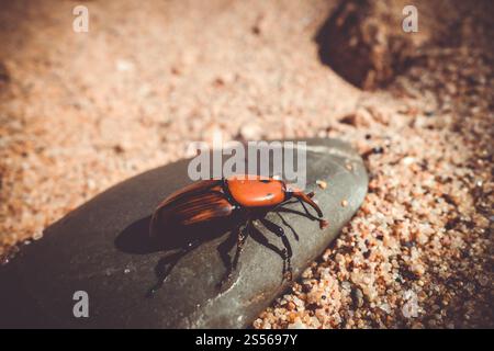 Roter Palmkäfer auf einem Stein. Rhynchophorus ferrugineus. Rote Palmkäfer auf einem Stein Stockfoto