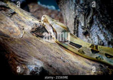 Madagaskar Boa auf einem Baumstamm im tropischen Wald. Madagaskar Boa im tropischen Wald Stockfoto