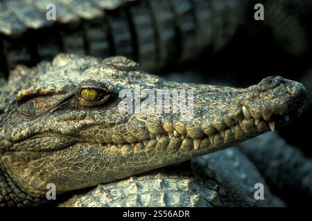 Krokodile auf einer Krokodilfarm in der Nähe der Stadt Siem Riep im Westen Kambodschas. Kambodscha, Siem Reap, Februar 2001 Stockfoto