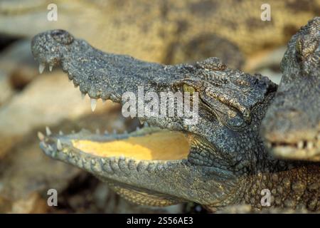 Krokodile auf einer Krokodilfarm in der Nähe der Stadt Siem Riep im Westen Kambodschas. Kambodscha, Siem Reap, Februar 2001 Stockfoto