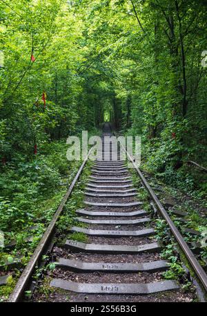 Love Tunnel (Eisenbahnstrecke im Wald bei Kleva, Ukraine. So genannt, weil vorher auf diese Weise Mädchen aus einem nahe gelegenen Dorf und Soldaten aus Stockfoto