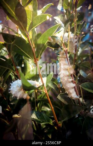 Weißer tropischer Schmetterling raupe auf einem Baumzweig. Makrofotografie. Weiße schmetterlingsraupe auf einem Baumzweig Stockfoto
