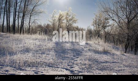 Ein ruhiges, verschneite Feld, begleitet von frostigen Bäumen, die in der Morgensonne leuchten und eine malerische Winteratmosphäre schaffen. Stockfoto