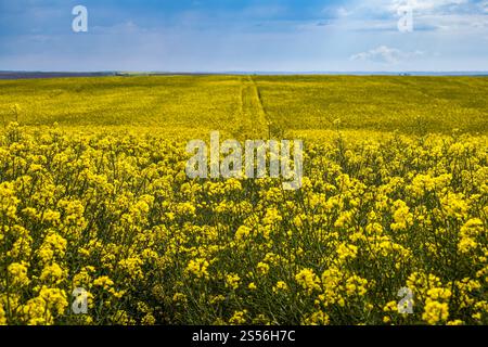 Frühling Raps gelb blühende Felder. Natürliche Saison, gutes Wetter, Klima, Öko, Landwirtschaft, landschaftliche Schönheit Konzept. Stockfoto