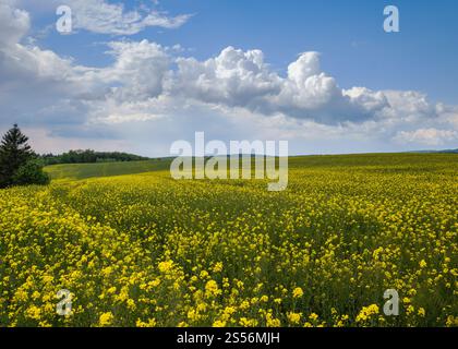 Frühling Raps gelb blühende Felder. Natürliche Saison, gutes Wetter, Klima, Öko, Landwirtschaft, landschaftliche Schönheit Konzept. Stockfoto