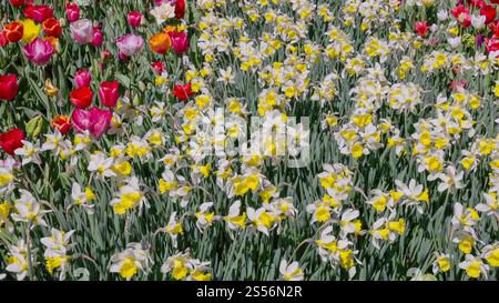 Narzissen und Tulpen in einem Blumenbeet im Garten Keukenhof Stockfoto