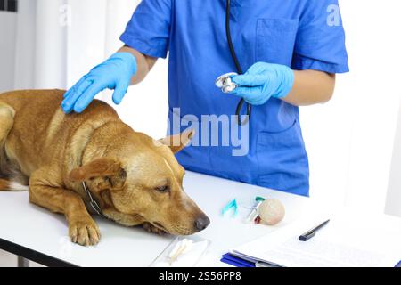 Hund auf dem Untersuchungstisch der Tierarztklinik. Tierärztliche Versorgung. Tierarzt und Hund Stockfoto
