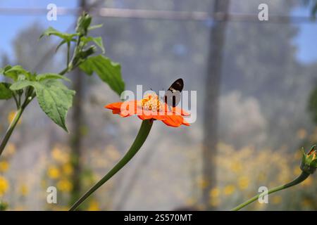 Schwarzer und gelber Schmetterling in Nahaufnahme mit in das Profil gefalteten Flügeln auf einer leuchtend orangen Blüte mit goldener Mitte Stockfoto
