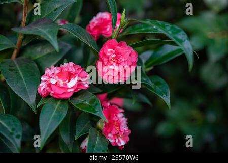 Üppiger Kamelienstrauch mit roten und weißen Blüten, umgeben von glänzend grünen Blättern, schaffen ein frisches und lebendiges Gartendetail Stockfoto