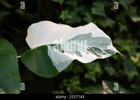 Eine Nahaufnahme eines bunten Monstera-Albo-Blattes mit grünen und weißen Mustern. Üppiges Grün im Hintergrund verleiht Tiefe und natürliche Anziehungskraft Stockfoto