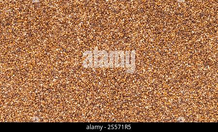 Panorama-Food-Hintergrund - ungekochte Vollkorn-Teff-Samen aus der Nähe Stockfoto