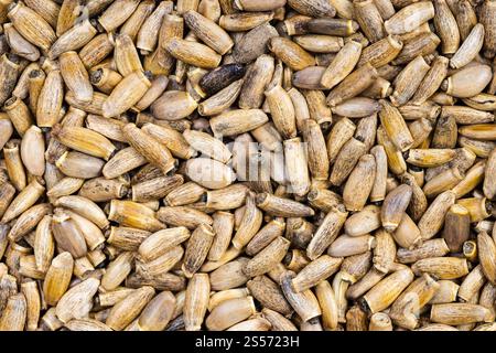 Hintergrund des Essens - viele Vollmilchdistelsamen Stockfoto