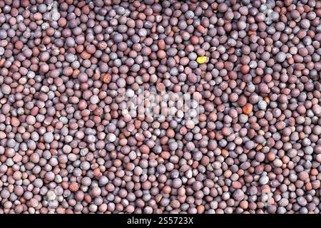 Hintergrund des Essens - viele braune Samen von brassica nigra Senf Stockfoto