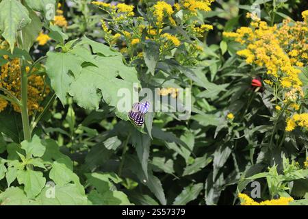 Kleiner schwarzer, weißer, blauer, lila Schmetterling, der auf der Spitze eines großen grünen Blattes thront und von Blumen umgeben ist Stockfoto