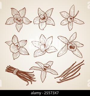 Biologie-Illustrationen. Aroma-Blüten des Zimts. Gewürzzutat, Blume natürlicher Vektor. Biologie-Illustrationen. Aroma-Blüten des Zimts Stock Vektor