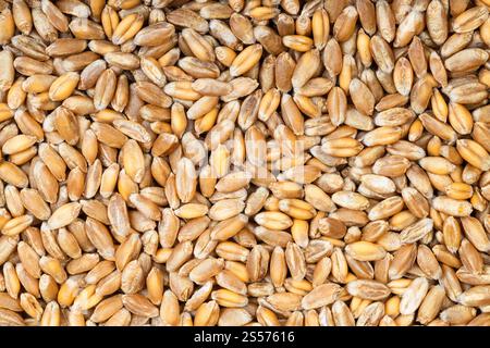 Hintergrund der Nahrung - Draufsicht auf rohe Weichweizenkörner Stockfoto