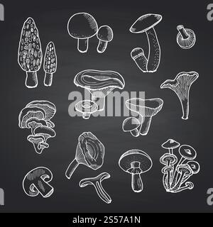 Vektor Hand gezeichnete Foof Pilze des Satzes auf schwarzer Tafel Illustration. Vektor Hand gezeichnete Pilze auf schwarzer Tafel Illustration Stock Vektor