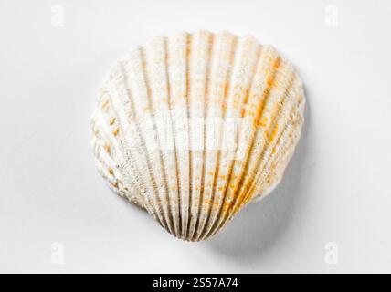 Weiße Muschel isoliert auf weißem Hintergrund. Muschel auf weißem Hintergrund Stockfoto