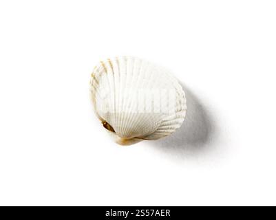 Weiße Muschel isoliert auf weißem Hintergrund. Muschel auf weißem Hintergrund Stockfoto