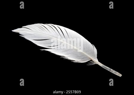 Weiße Vogelflügelfeder isoliert auf schwarzem Hintergrund. Weiße Feder auf schwarzem Hintergrund Stockfoto