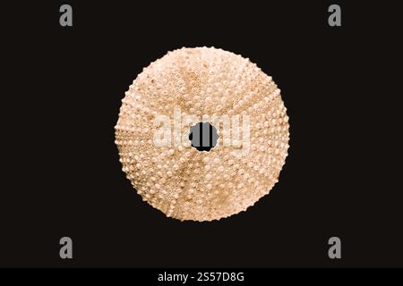 Abstrakte Makroansicht des trockenen Seeigels. Hintergrundstruktur. Abstrakte Makroansicht des Seeigels Stockfoto