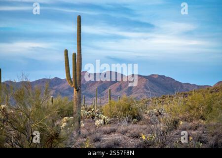 Erkunden Sie die malerische Schönheit des Tucson Mountain Park in der Abenddämmerung, wo majestätische Kakteen vor einer atemberaubenden Kulisse aus Bergen stehen. Stockfoto