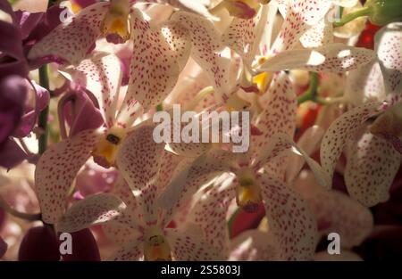 orchideenblumen in einem Garten in Kuala Lumpur in Malaysia. Malaysia, Kuala Lumpur, Januar 2003 Stockfoto