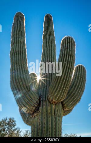 Erleben Sie den majestätischen Saguaro-Kaktus, der in Richtung des blauen Himmels in der wunderschönen Sonora-Wüste von Arizona reicht, während eines perfekten Tages im Freien. Stockfoto