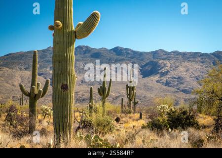 Entdecken Sie die atemberaubenden Saguaro Kakteen vor der Kulisse des bergigen Geländes in Tucson, Arizona's Saguaro National Park East. Stockfoto
