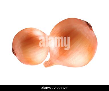 Zwiebel, isoliert auf weißem Hintergrund Stockfoto