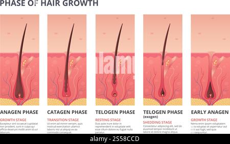 Medizinisch-infographische Darstellungen des Haarwuchszyklus. Vektorbilder der Humanbiologie. Menschliches Haarbanner, anatomische Wurzelfollikel. Medizinisch-infographische Darstellungen des Haarwuchszyklus. Vektorbilder der Humanbiologie Stock Vektor