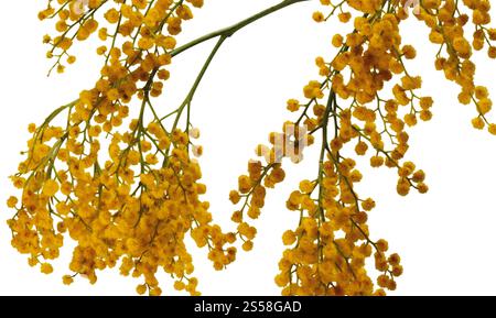 Gelbes Gras isoliert auf weiß Stockfoto