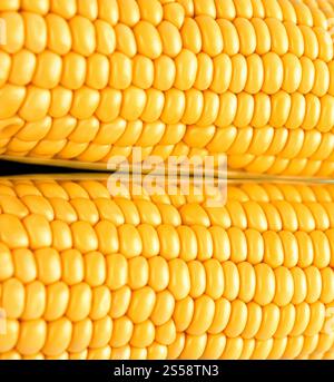 Hintergrund Mais oder Textur Nahaufnahme. Nahaufnahme von Mais Stockfoto