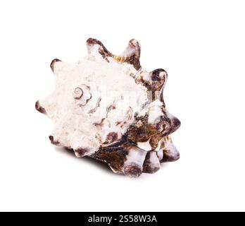 Muschel auf weißem Hintergrund. Meeresschale isoliert auf weiß Stockfoto