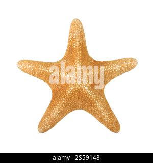Orangefarbenes Seastar isoliert auf weißem Hintergrund. Orangenseastar isoliert Stockfoto