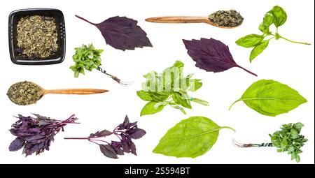 Set aus verschiedenen Basilikumkräutern isoliert auf weißem Hintergrund Stockfoto