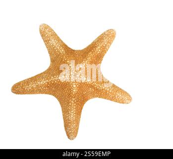 Orangefarbenes Seastar isoliert auf weißem Hintergrund. Orangenseastar isoliert Stockfoto