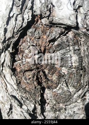 Textur der Eichenrinde. Hintergrund der Baumrinde. Die Struktur der Baumrinde. Stockfoto